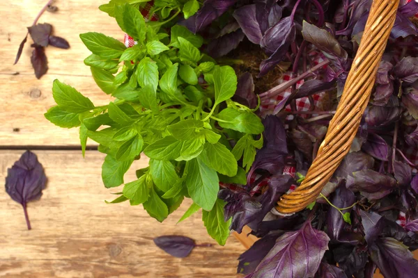 Albahaca verde y roja en la mesa de madera —  Fotos de Stock