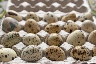 Bıldırcın yumurta Karton Ambalaj