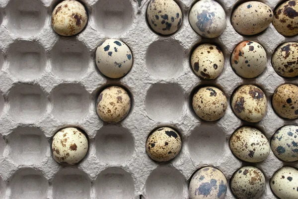 Quail eggs in the cardboard packing — Stock Photo, Image