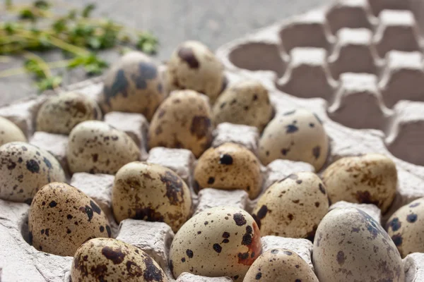 Huevos de codorniz en el embalaje de cartón en la mesa gris — Foto de Stock