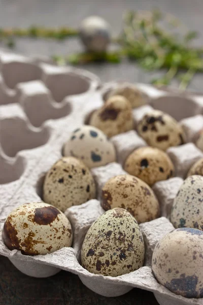 Huevos de codorniz en el embalaje de cartón en la mesa gris — Foto de Stock