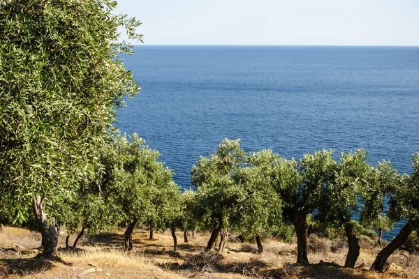 Ελαιώνα πάνω από το γαλάζιο της θάλασσας — Φωτογραφία Αρχείου