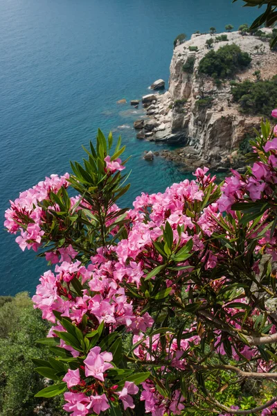 Fleurs roses sur la baie — Photo