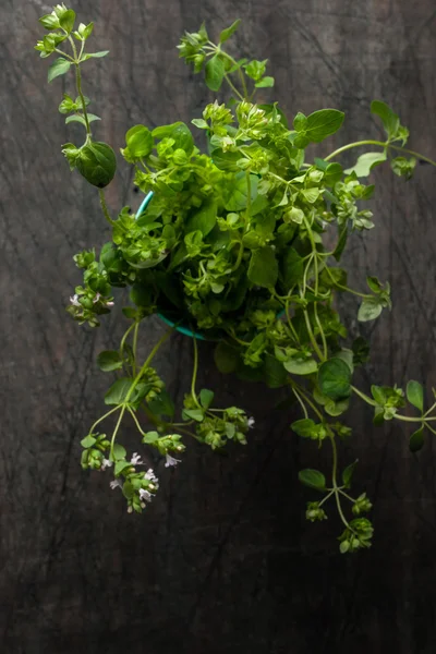 Oregano w szklance na stary drewniany stół ciemny — Zdjęcie stockowe