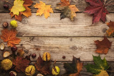 Frame of chestnuts and autumnal maple leaves with film filter effect horizontal