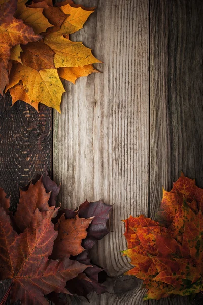 Bunte herbstliche Ahornblätter auf dem Holztisch — Stockfoto