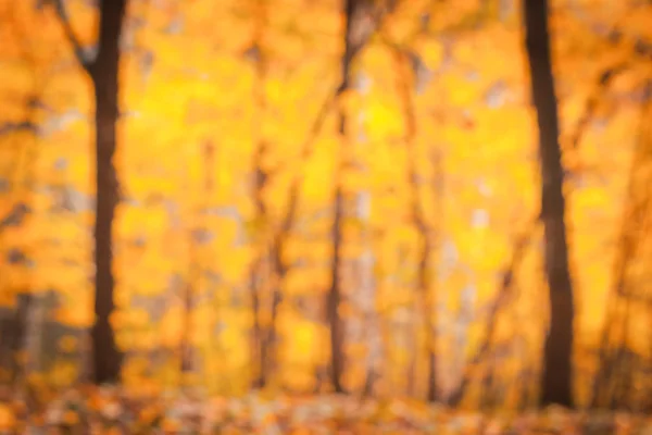秋の木の背景をぼかした写真 — ストック写真