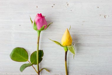 Beyaz arka plan üzerinde renkli gül goncası