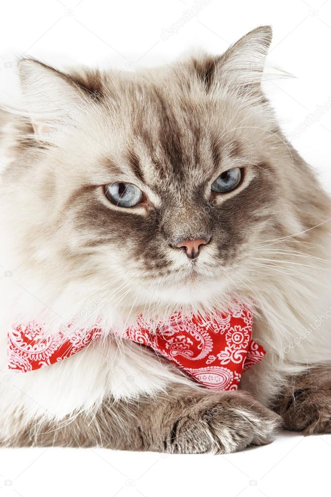 Siberian cat with bow-tie on the white background