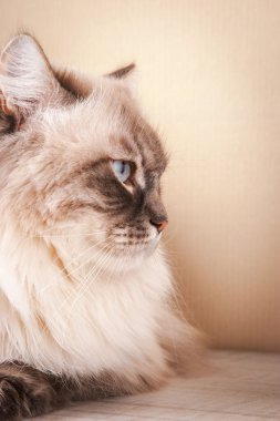  Mutfak masasının üzerinde kedi