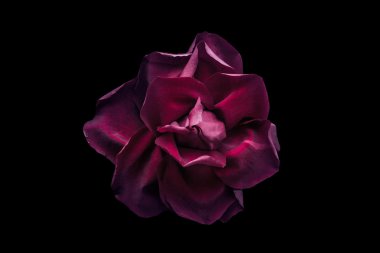 Dark red rose on the black background clipart