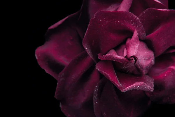 Rosa vermelha escura no fundo preto close-up — Fotografia de Stock