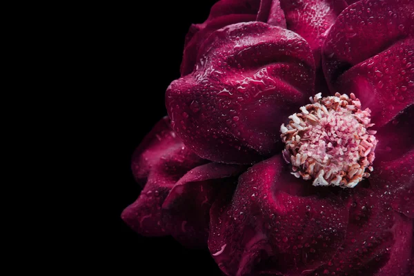 Open red rose on the black background close-up — Stock Photo, Image