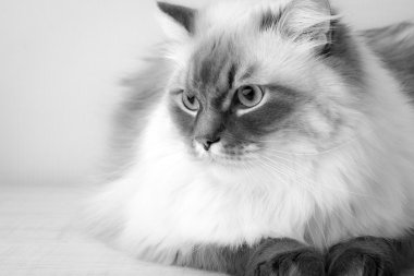 Tahta bir masanın üzerinde yatan yerli kedi 