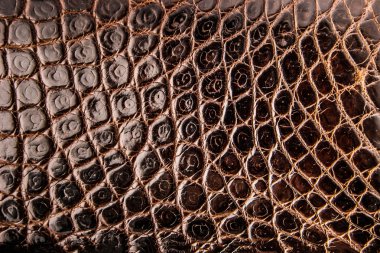 Timsah deri arka plan yakın çekim