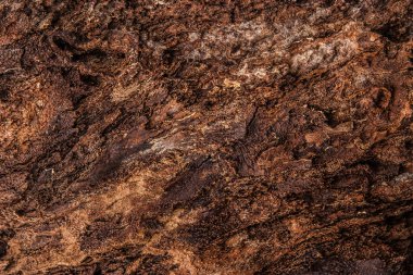 Ağaç arka plan yakın çekim kabuğu