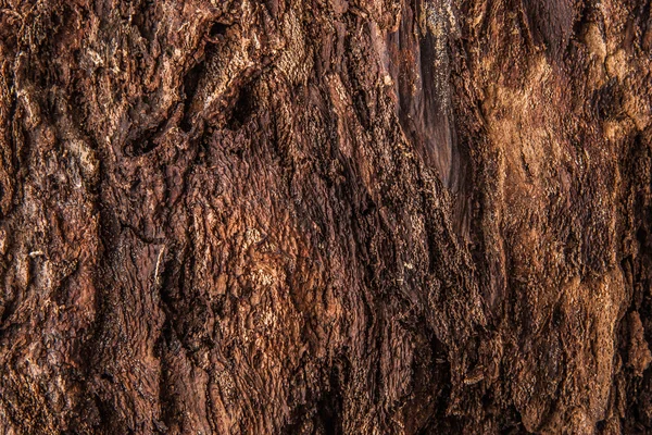 Kůra stromu pozadí horizontální — Stock fotografie