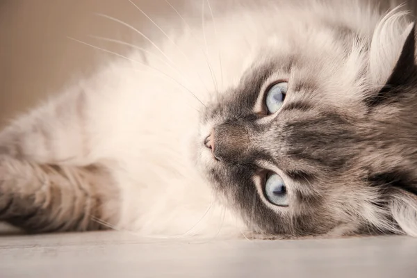 Yalancı Siberian kedi