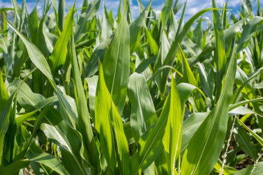 mavi gökyüzü karşı genç Mısır bitkilerin yakın çekim
