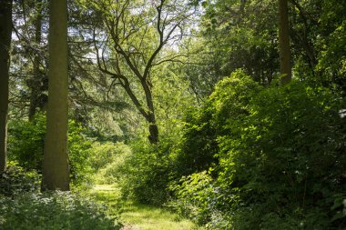 güneş güzel bir yolda ormanda kırılıyor