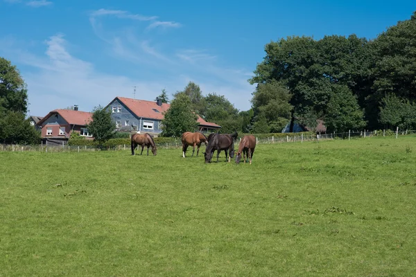 几匹马，喂养在房子附近的绿色草地上 — 图库照片