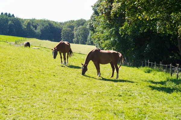 Kilka koni karmienia na meadownear zielony las — Zdjęcie stockowe