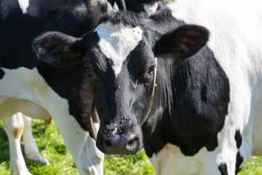 Genç ineklerin, çayır üzerinde duran bir kameraya bakıyor