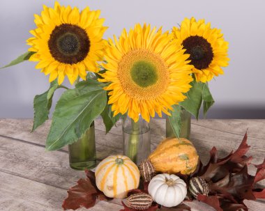 Ayçiçeği balkabağı bezemeli ve yapraklar