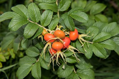 Kuşburnu bush meyve ile