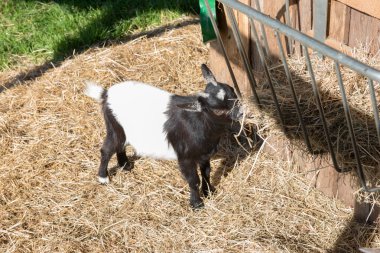 Genç keçi saman yiyor