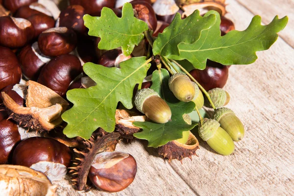 Herfst decoratie - kastanjes en eiken — Stockfoto