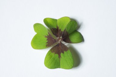 4 Yaprak yonca yaprağı kavram şans olarak