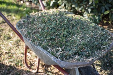 bir el arabası içinde bir ağaç biçicinin gelen atık