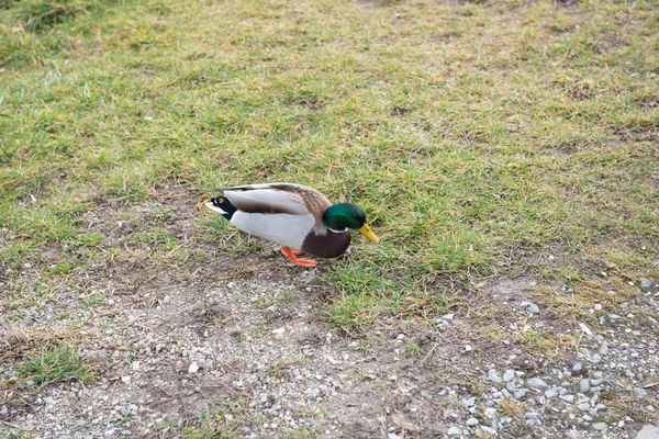 wet male duck walking on the grass