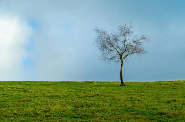 Fotografia Minimalismo Uma Única Árvore Com Folhas Verdes Sob Céu — Fotografia de Stock