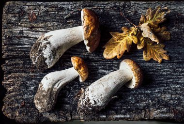 Porcini mantarlı sonbahar kompozisyonu ve eski koyu ahşap arka planda meşe yaprakları. Düz yatıyordu
