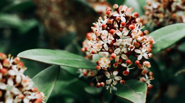 Çiçekli skimmia japonica. Güzel doğal bir arka plan gibi yakın plan.