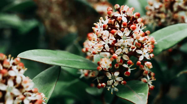 Kukkivat Skimmia Japonica Lähikuva Kuin Kaunis Luonnollinen Tausta — kuvapankkivalokuva