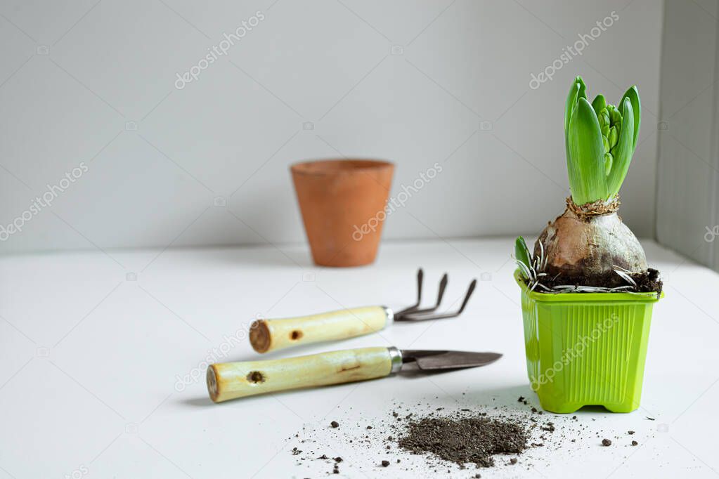 Spring hyacinth transplantation on white table, green eco home concept and springtime look