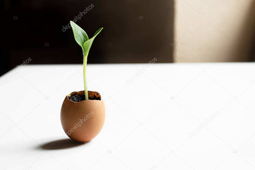 Germinated zucchini sprout in used eggshell on a white table with copy space as eco-friendly concept and springtime look