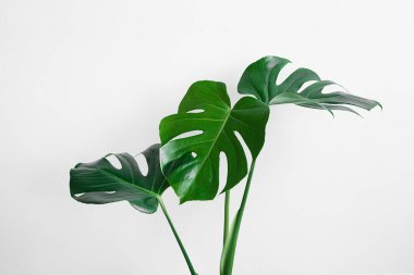 Canavarın güzel yeşil yaprakları (Monstera deliciosa) açık gri arka plan, minimalizm ve İskandinav tarzı izole