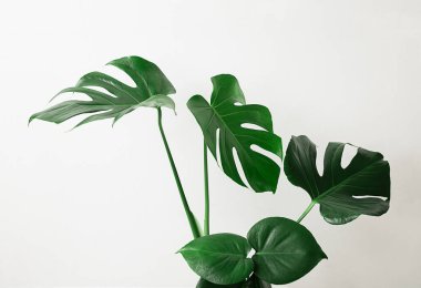 Canavarların büyük yeşil yaprakları açık gri arka planda kapalı, minimizm ve İskandinav tarzı