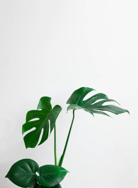 Güzel Monstera Deliciosa, açık gri arka planda izole edilmiş. Yakın plan, minimalizm ve İskandinav tarzı. Kopya alanı ile dikey.
