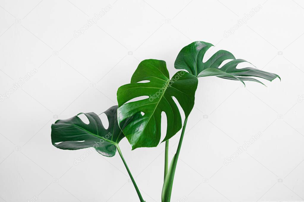 Beautiful green leaves of monstera (Monstera deliciosa) isolated on a light gray background, minimalism and scandinavian style