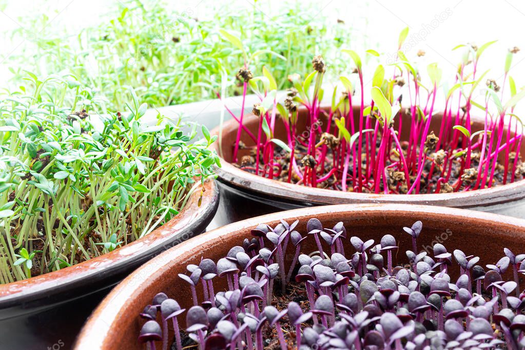 Sprouts of beetroot, watercress and purple basil, planting microgreens at home, healthy eating and DIY concept
