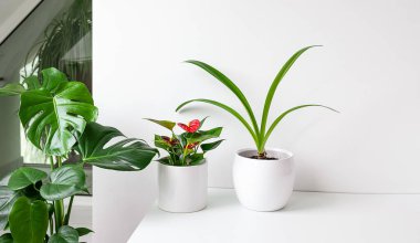 Ev bitkileri, gün ışığıyla iç mekandaki beyaz bir masada, doğa ve bahçe işleriyle bağlantılı.