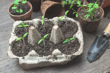 Yumurta kutularında domates filizleri, hindistan cevizi ve seramik kaplarda fesleğen ve maydanoz, sıfır atık kavramı ve evde kendi yiyeceğini yetiştirme kavramı.