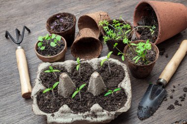 Domates, fesleğen, su teresi ve maydanoz tohumları kullanılmış yumurta kutuları, hindistan cevizi ve seramik kaplar ve masada bahçe aletleri, ev işleri ve doğa konseptiyle bağlantılı.