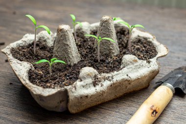 Reused egg box with young green sprouts of tomatoes, the concept of ecological gardening and growing your own food at home clipart