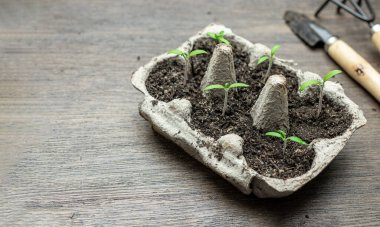 İçinde taze domates tohumları olan bir yumurta kutusu, evde sıfır atık kavramı ve kendi yiyeceğinizi yetiştirmek, uzayı kopyalamak.